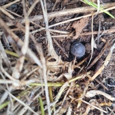 Armadillidium vulgare (Slater bug, woodlouse, pill bug, roley poley) at QPRC LGA - 17 Apr 2024 by clarehoneydove