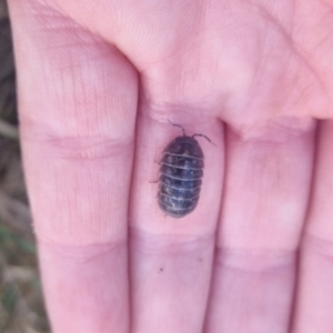 Armadillidium vulgare at QPRC LGA - 17 Apr 2024