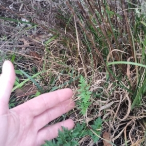 Cheilanthes sieberi subsp. sieberi at QPRC LGA - 17 Apr 2024