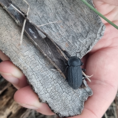 Byallius sp. (genus) (Byallius darkling beetle) at QPRC LGA - 17 Apr 2024 by clarehoneydove