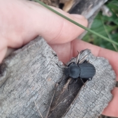 Byallius sp. (genus) at QPRC LGA - suppressed