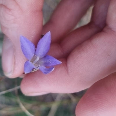 Wahlenbergia capillaris (Tufted Bluebell) at QPRC LGA - 17 Apr 2024 by clarehoneydove