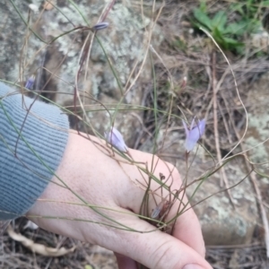 Wahlenbergia capillaris at QPRC LGA - 17 Apr 2024