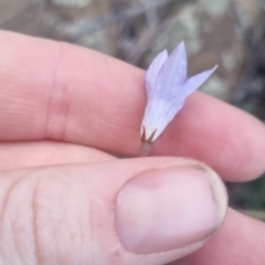 Wahlenbergia capillaris at QPRC LGA - 17 Apr 2024