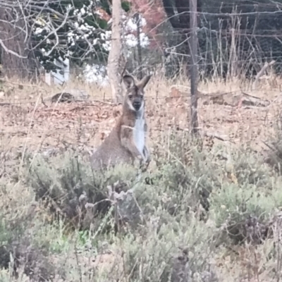 Notamacropus rufogriseus (Red-necked Wallaby) at QPRC LGA - 17 Apr 2024 by clarehoneydove