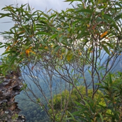 Eucalyptus dendromorpha (Budawang Ash) at Blue Mountains National Park - 17 Apr 2024 by MatthewFrawley