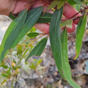 Eucalyptus dendromorpha at Blue Mountains National Park - 17 Apr 2024