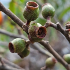 Eucalyptus dendromorpha at Blue Mountains National Park - 17 Apr 2024