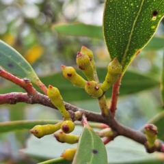 Eucalyptus dendromorpha at Blue Mountains National Park - 17 Apr 2024