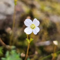 Mitrasacme polymorpha (Varied Mitrewort) at Katoomba, NSW - 17 Apr 2024 by MatthewFrawley