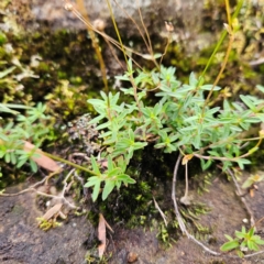 Mitrasacme polymorpha at Blue Mountains National Park - 17 Apr 2024