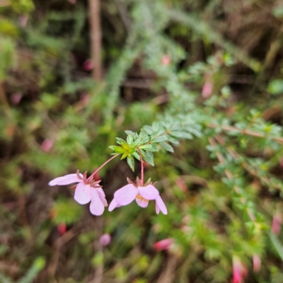 Tetratheca thymifolia (Black-eyed Susan) at Katoomba, NSW - 17 Apr 2024 by MatthewFrawley