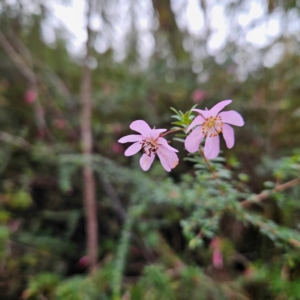 Tetratheca thymifolia at Katoomba, NSW - 17 Apr 2024