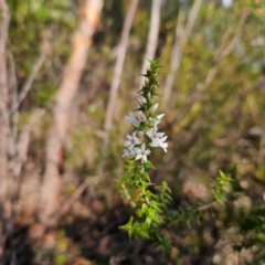 Epacris pulchella at Katoomba, NSW - 17 Apr 2024