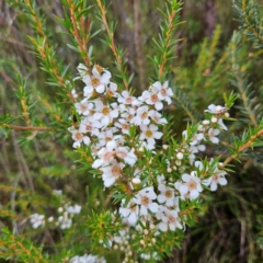 Leptospermum juniperinum (Prickly Tea-tree) at Blue Mountains National Park - 17 Apr 2024 by MatthewFrawley