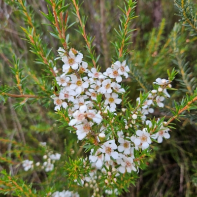 Leptospermum juniperinum (Prickly Tea-tree) at Katoomba, NSW - 17 Apr 2024 by MatthewFrawley