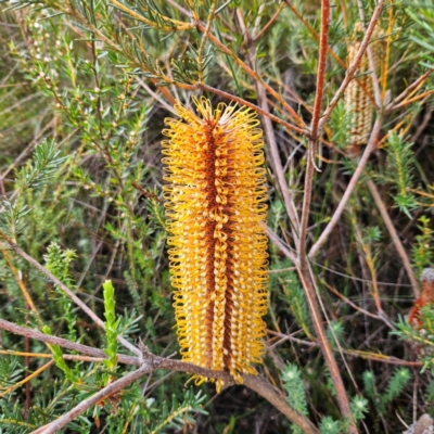 Banksia ericifolia subsp. ericifolia (Heath-leaved Banksia) at Katoomba, NSW - 17 Apr 2024 by MatthewFrawley