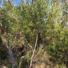 Hakea dactyloides at Katoomba, NSW - 17 Apr 2024