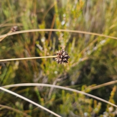 Gymnoschoenus sphaerocephalus (Button Grass) at Blue Mountains National Park - 17 Apr 2024 by MatthewFrawley