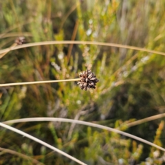 Gymnoschoenus sphaerocephalus (Button Grass) at Katoomba, NSW - 17 Apr 2024 by MatthewFrawley