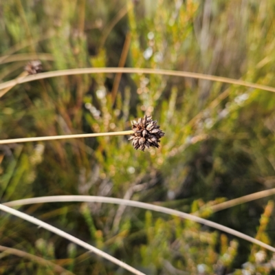 Gymnoschoenus sphaerocephalus (Button Grass) at Katoomba, NSW - 17 Apr 2024 by MatthewFrawley