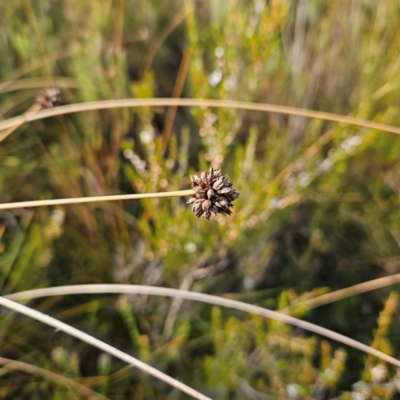 Gymnoschoenus sphaerocephalus (Button Grass) at Blue Mountains National Park - 17 Apr 2024 by MatthewFrawley