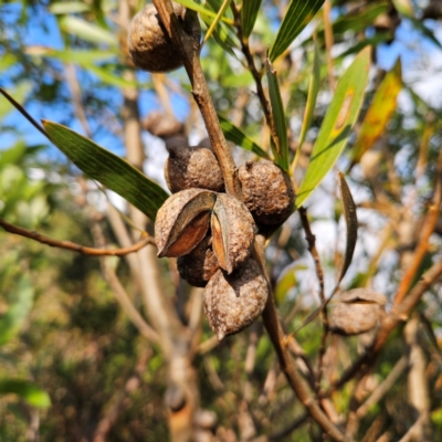 Hakea dactyloides (Finger Hakea) at Katoomba, NSW - 17 Apr 2024 by MatthewFrawley