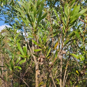 Hakea dactyloides at Blue Mountains National Park - 17 Apr 2024