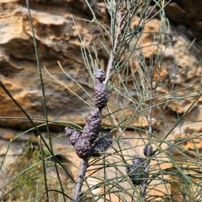 Allocasuarina littoralis (Black She-oak) at Katoomba, NSW - 17 Apr 2024 by MatthewFrawley