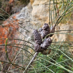 Allocasuarina littoralis at Blue Mountains National Park - 17 Apr 2024