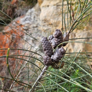 Allocasuarina littoralis at Blue Mountains National Park - 17 Apr 2024