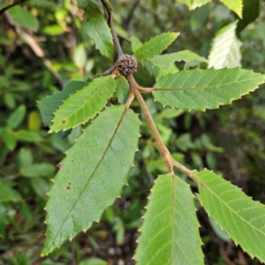 Callicoma serratifolia at Blue Mountains National Park - 17 Apr 2024