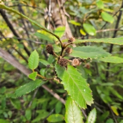 Callicoma serratifolia at Blue Mountains National Park - 17 Apr 2024