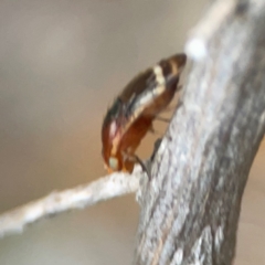 Depressa albicosta at QPRC LGA - 17 Apr 2024 04:34 PM