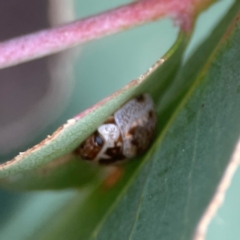 Paropsisterna m-fuscum (Eucalyptus Leaf Beetle) at QPRC LGA - 17 Apr 2024 by Hejor1