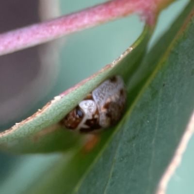 Paropsisterna m-fuscum (Eucalyptus Leaf Beetle) at QPRC LGA - 17 Apr 2024 by Hejor1