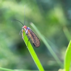 Chorista australis at QPRC LGA - 17 Apr 2024