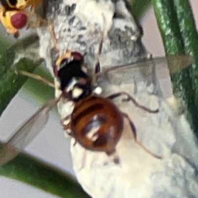 Bactrocera sp. (genus) (A fruit fly) at Greenleigh, NSW - 17 Apr 2024 by Hejor1