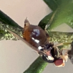 Bactrocera sp. (genus) at QPRC LGA - 17 Apr 2024 04:15 PM