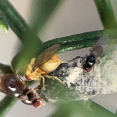 Bactrocera sp. (genus) at QPRC LGA - 17 Apr 2024