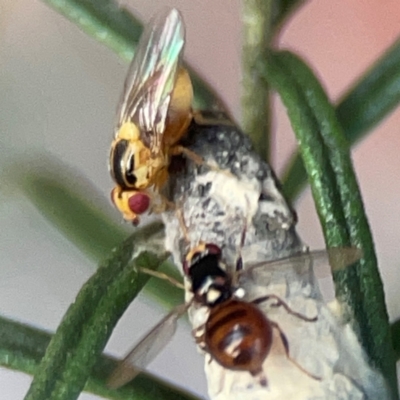 Chloropidae (family) (Frit fly) at Greenleigh, NSW - 17 Apr 2024 by Hejor1