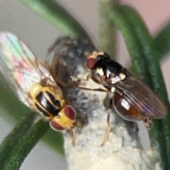 Chloropidae (family) at QPRC LGA - 17 Apr 2024 04:15 PM