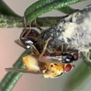 Chloropidae (family) at QPRC LGA - 17 Apr 2024