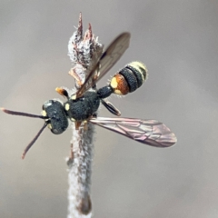 Cerceris sp. (genus) (Unidentified Cerceris wasp) at Greenleigh, NSW - 17 Apr 2024 by Hejor1