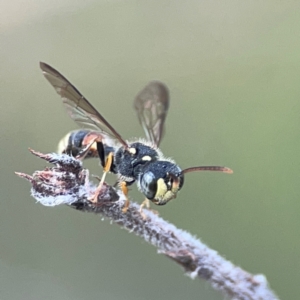 Cerceris sp. (genus) at QPRC LGA - 17 Apr 2024