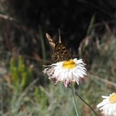 Oreixenica lathoniella (Silver Xenica) at Bimberi Nature Reserve - 26 Feb 2024 by RAllen