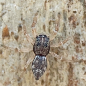 Arasia mollicoma at QPRC LGA - 17 Apr 2024