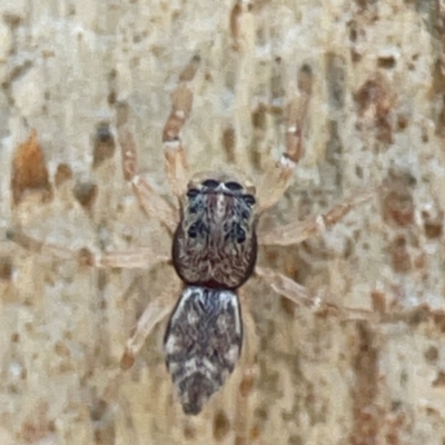 Arasia mollicoma (Flat-white Jumping Spider) at QPRC LGA - 17 Apr 2024 by Hejor1