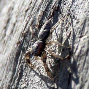 Arasia mollicoma at QPRC LGA - 17 Apr 2024