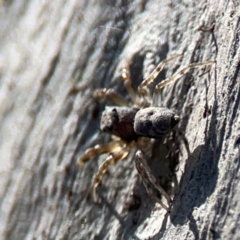 Arasia mollicoma at QPRC LGA - 17 Apr 2024